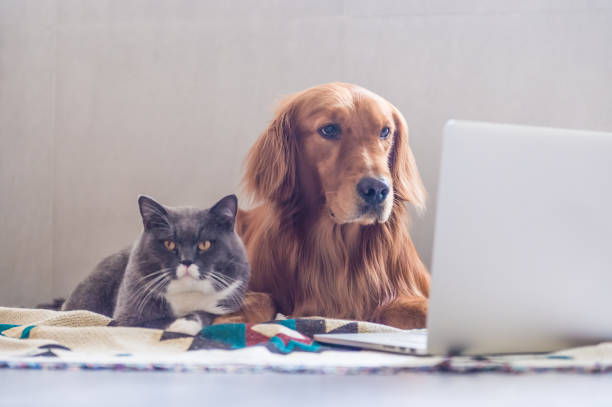 istock British shorthair cats and Golden Retriever 823206514