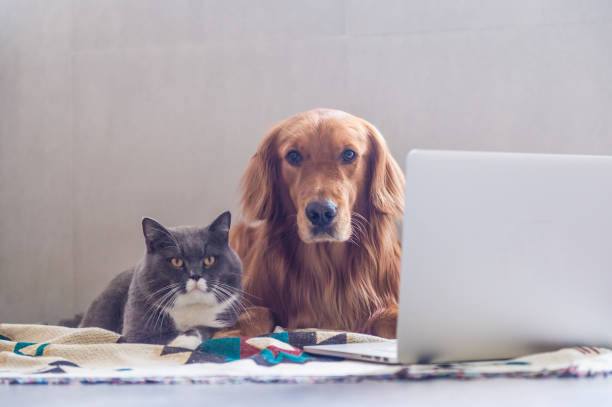 istock British shorthair cats and Golden Retriever 823206548