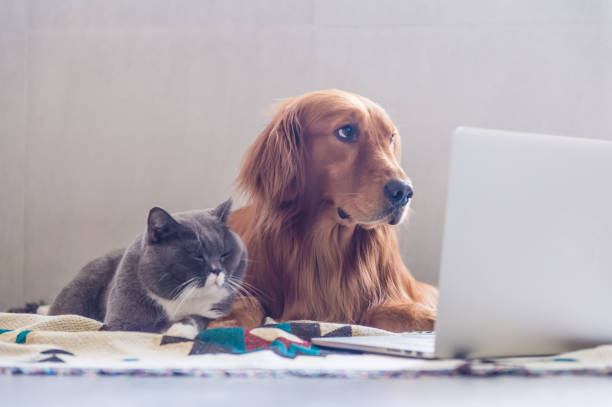 istock British shorthair cats and Golden Retriever 823206570