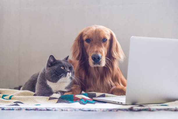 istock British shorthair cats and Golden Retriever 823206572