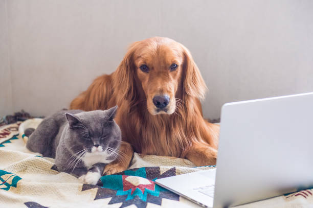 istock British shorthair cats and Golden Retriever 823206584