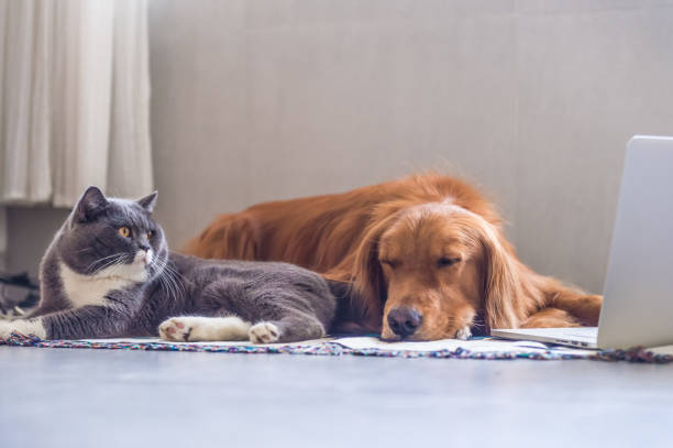 istock British shorthair cats and Golden Retriever 823206776