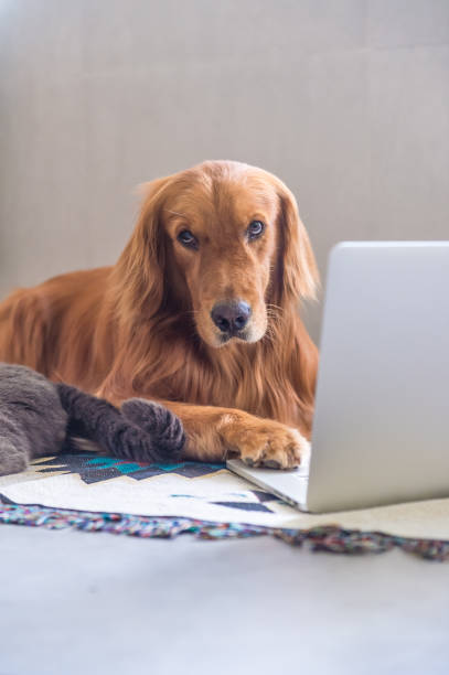 istock Golden Retriever in the use of computers 823206792