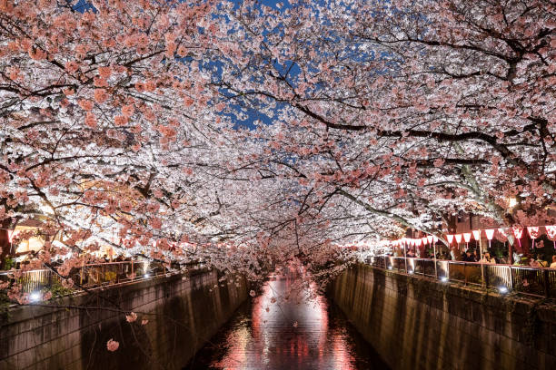 istock beautiful cherry blossom scene in Meguro River 823222526