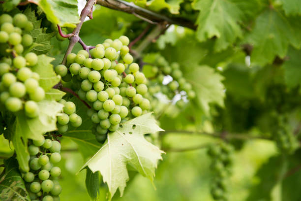 Vineyard Ontario, Canada champagne grapes stock pictures, royalty-free photos & images
