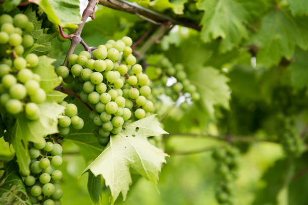 vineyard - pinot noir grape imagens e fotografias de stock