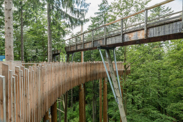 istock Wooden Path above the trees 823232260