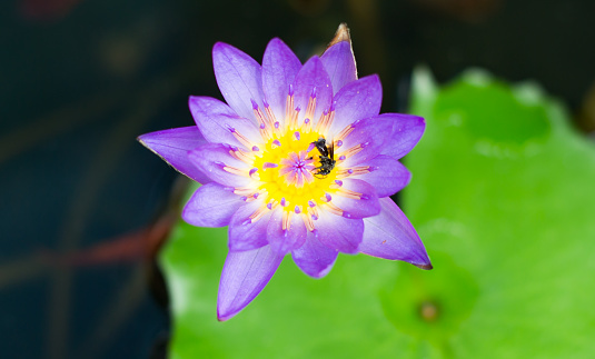puple lotus in blooming backgrounds