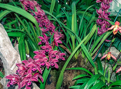 magenta orchids in garden bed of resort