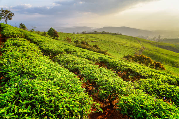 istock Beautiful rows of young bright green tea bushes at sunset 823235914