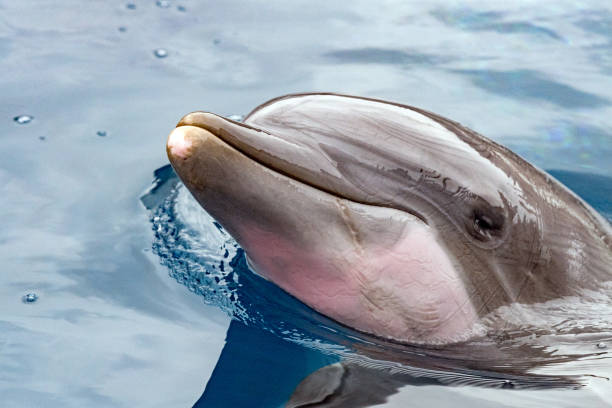 istock dolphing smiling eye close up portrait 823237012
