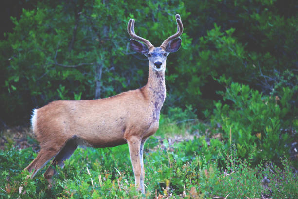 istock Colorado West Wildlife Mule Deer 823239162