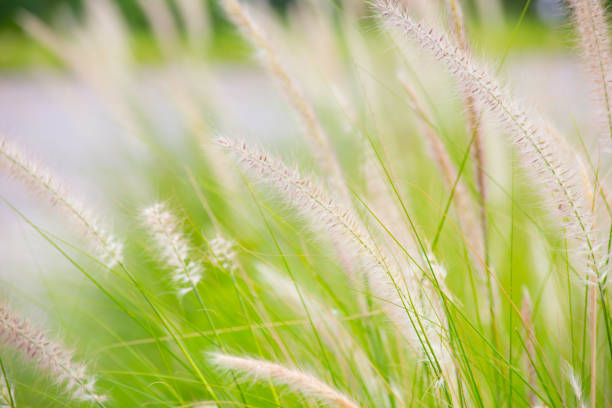 istock Beautiful green grass for background. 823239304