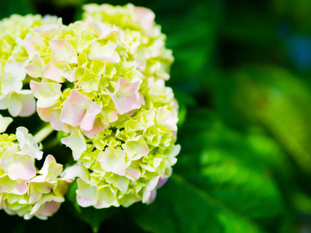 istock close up Cream white Hydrangea Paniculata Limelight flowers 823243126
