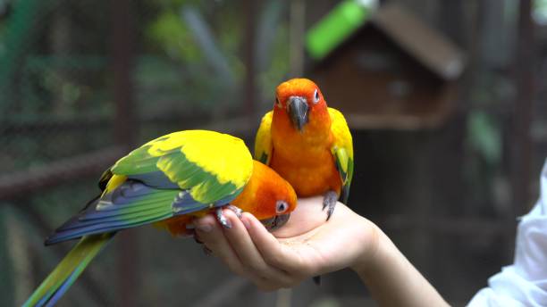 istock Hand Holding and Feeding Parrots - Animal Care Concept. 823243400