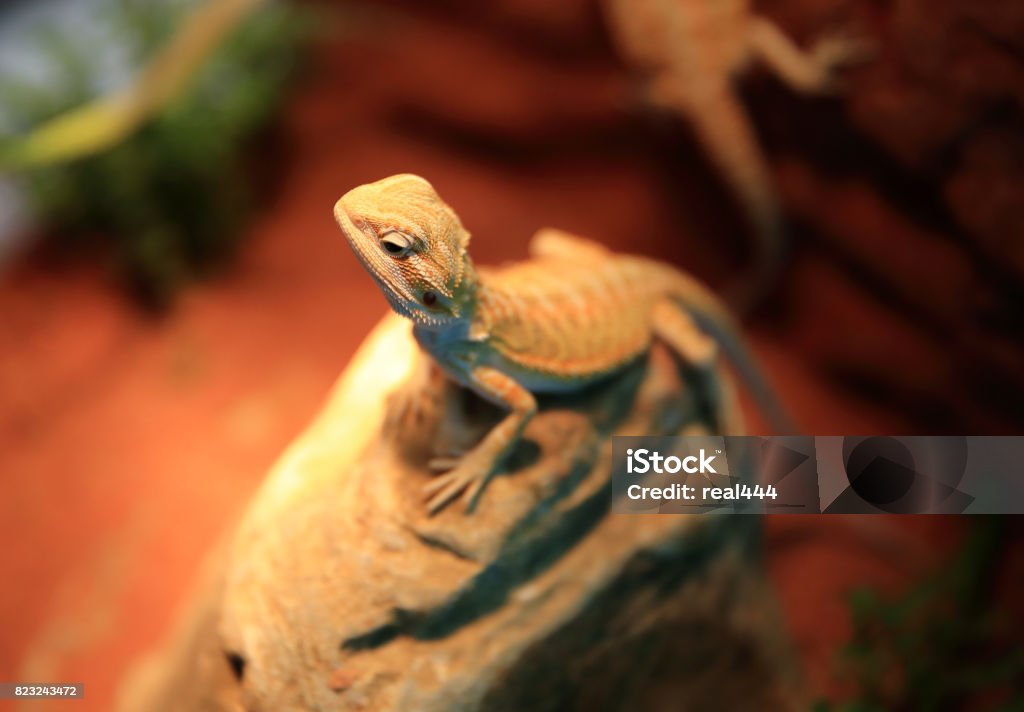 Purchase a licence Reptile Stock Photo