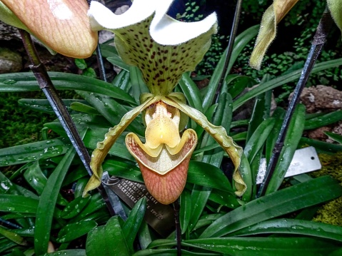 paphiopedilum insigne, an orchid from Myanmar