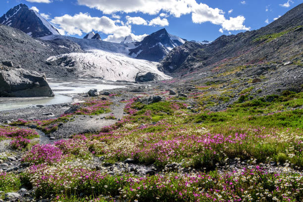 istock mountains glacier flowers chamomile willow-tea 823244412