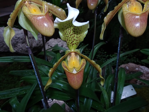 paphiopedilum insigne, an orchid from Myanmar