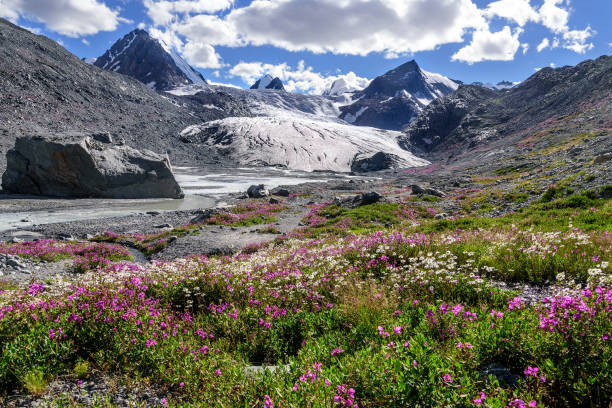istock mountains glacier flowers chamomile willow-tea 823244514