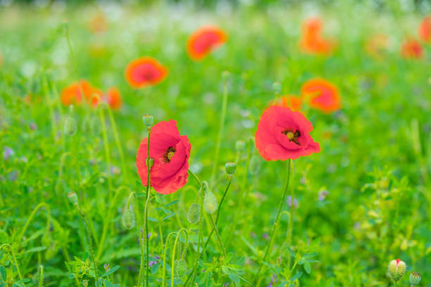 Flowers blooming in a field in sunlight in summer