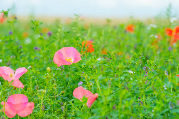Flowers blooming in a field in sunlight in summer