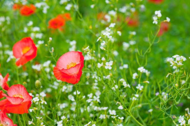 Flowers blooming in a field in sunlight in summer
