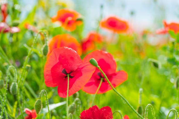 fiori che sbocciano in un campo alla luce del sole in estate - 5547 foto e immagini stock