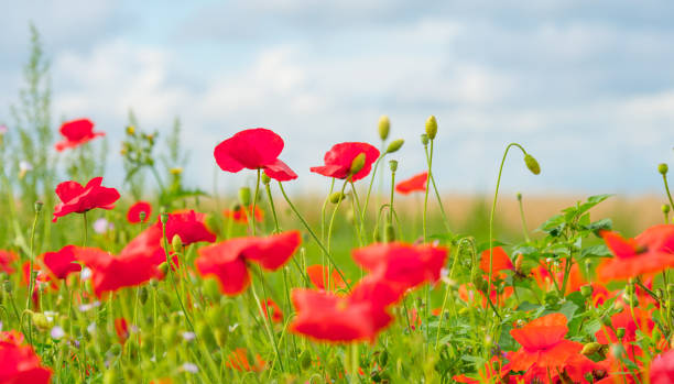 istock Flowers blooming in a field in sunlight in summer 823252178