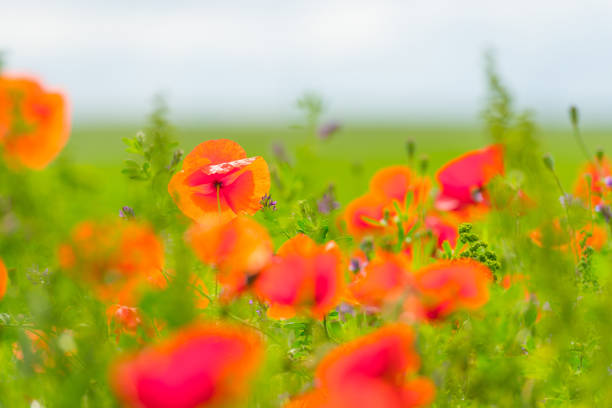 Flowers blooming in a field in sunlight in summer
