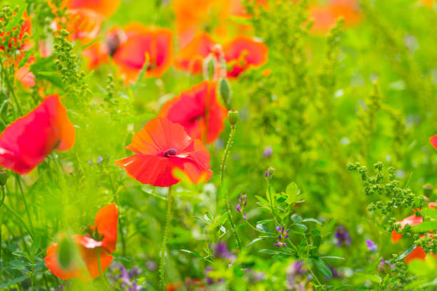 Flowers blooming in a field in sunlight in summer