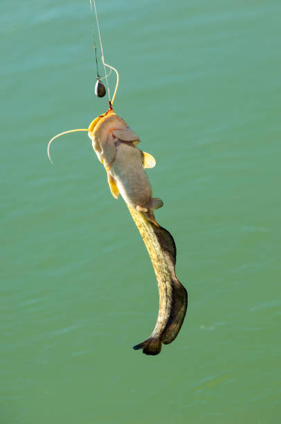 istock fisherman, fisher, fishman, banker 823255506
