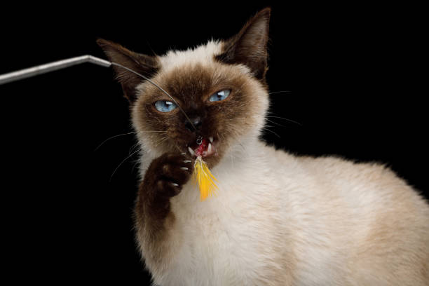 istock Scyth Toy Bob, the most smallest Cat on Isolated Black Background 823256590