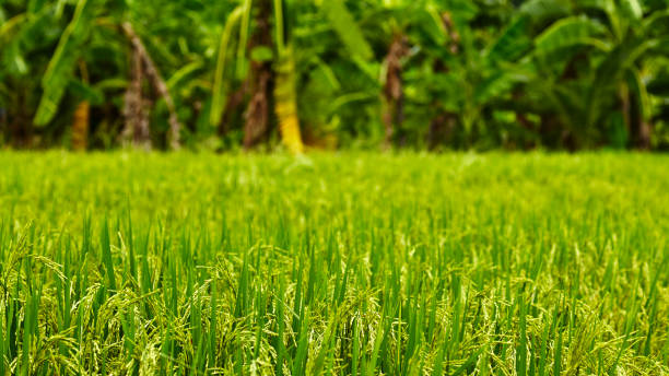 istock The green rice in the field rice Background 823259748