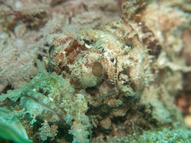 istock scorpion fish at the coral 823259868