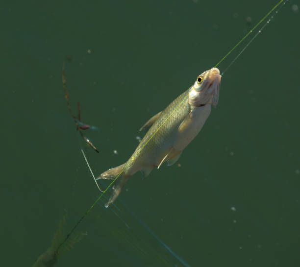 istock fisherman, fisher, fishman, banker 823259916