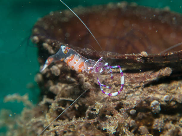istock Ghost shrimp with Sea anemone 823259930