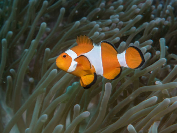 istock Anemone fish with Anemone at underwater 823260166
