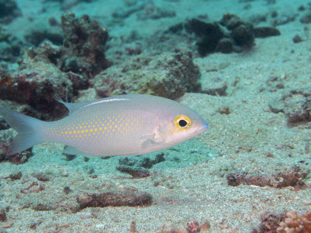 istock white fish swimming at underwater 823260346