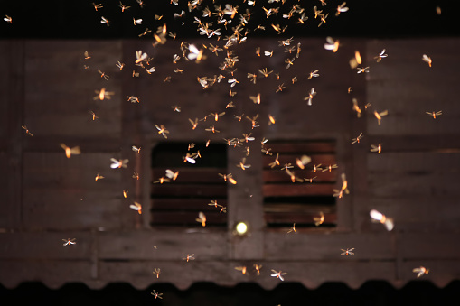 Mariposas volando alrededor de los focos de luz photo