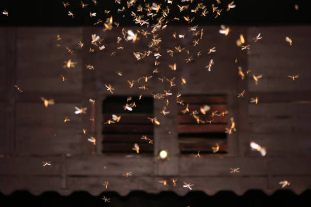 falene che volano intorno alle lampadine - termite foto e immagini stock