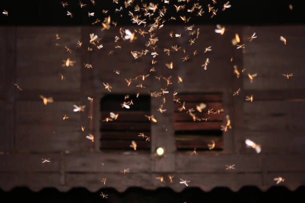 라이트 전구 주위를 비행 나 방 - moth 뉴스 사진 이미지