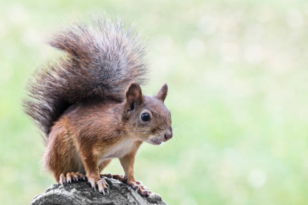 istock fluffy red squirrel sitting on the bench in summer park 823263796