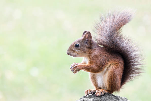 istock red squirrel with fluffy tail sitting in the summer park with nut 823264092