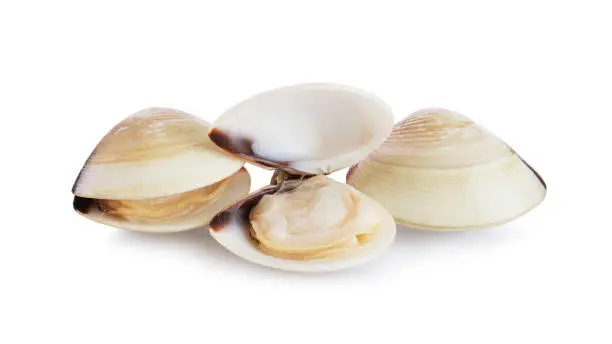 Three fresh opened and closed clams shell isolated on white background