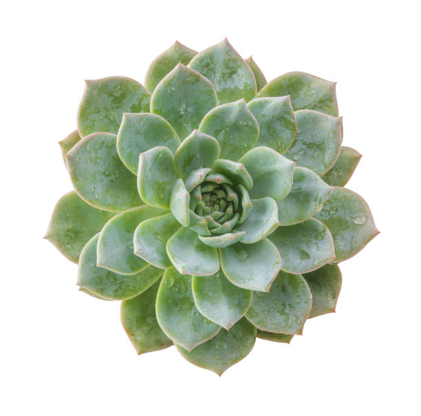 istock Ghost plant succulent isolated.Top view. 823267654