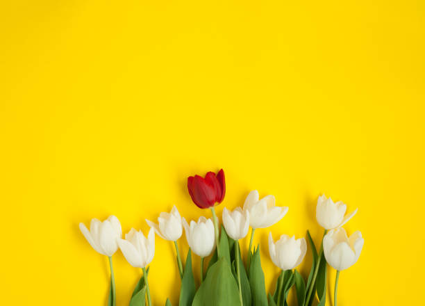 istock White tulips and one red flower 823267774