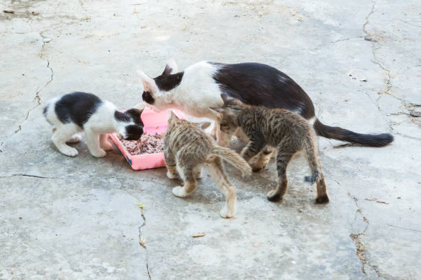istock homeless cat and little kitty eating rice on dish 823267808