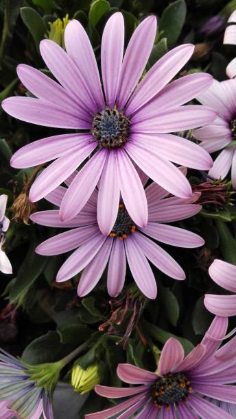 istock Daisies in the garden 823267862