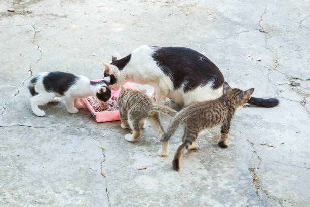 istock homeless cat and little kitty eating rice on dish 823268116
